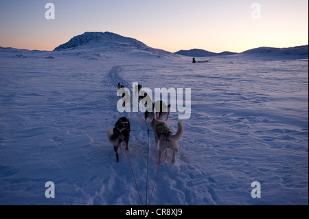 Sled Dog team, Alaskan Huskies durante l'allenamento quotidiano per la Finnmarksløpet Sled Dog Race, Alta, Finnmark, Lapponia, Norvegia Foto Stock