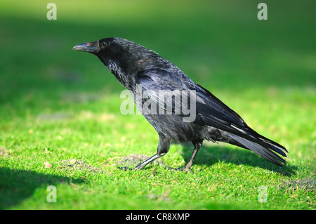 Un carrion crow sull'erba nel Regno Unito alla luce del sole Foto Stock