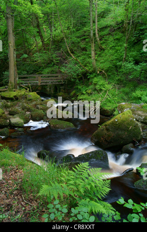 UK,Derbyshire,Peak District,Burbage ruscello che scorre attraverso la gola Padley Foto Stock