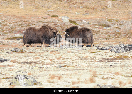 Buoi muschiati (Ovibos moschatus) in Sunndalsfjella Dovrefjell National Park, Norvegia, Europa Foto Stock