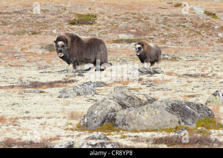 Buoi muschiati (Ovibos moschatus) in Sunndalsfjella Dovrefjell National Park, Norvegia, Europa Foto Stock