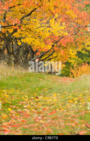 Ciliegio (Prunus sp.) alberi in autunno con vivacemente colorato foglie, Montagne Harz, Sassonia-Anhalt, Germania, Europa Foto Stock