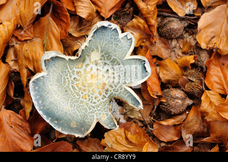 Vecchio Verdigris Agaric (Stropharia aeruginosa) in foglie di faggio con beechnuts, Ilsetal valley, Sassonia-Anhalt, Germania, Europa Foto Stock