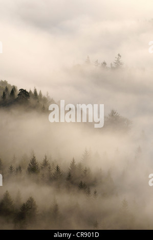 Nebbia su Nasser Grund valley, Elba montagne di arenaria, Sassonia, Germania, Europa Foto Stock