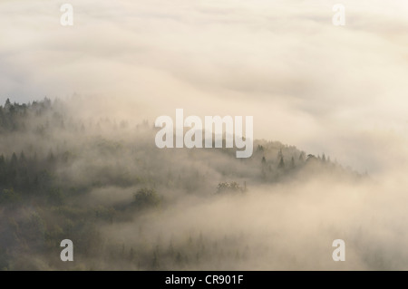 Nebbia su Nasser Grund valley, Elba montagne di arenaria, Sassonia, Germania, Europa Foto Stock