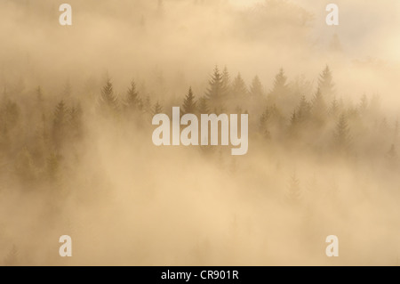 Nebbia su Nasser Grund valley, Elba montagne di arenaria, Sassonia, Germania, Europa Foto Stock