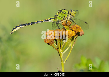 Verde (Snaketail Ophiogomphus cecilia), Riserva della Biosfera dell'Elba centrale, centrale regione dell'Elba, Sassonia-Anhalt, Germania, Europa Foto Stock