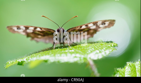 Chiazzato legno butterfly crogiolarsi su sun accesa leaf Foto Stock