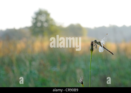 Avvistato darter (Sympetrum depressiusculum), femmina in habitat, Brandeburgo, Germania, Europa Foto Stock