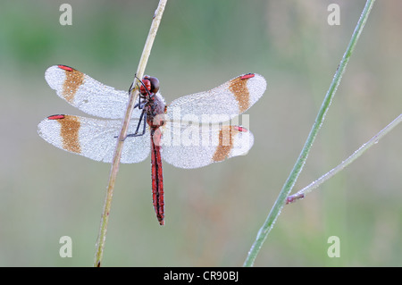 Nastrare darter (Sympetrum pedemontanum), maschio, Brandeburgo, Germania, Europa Foto Stock