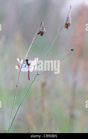 Nastrare darter (Sympetrum pedemontanum), maschio, Brandeburgo, Germania, Europa Foto Stock