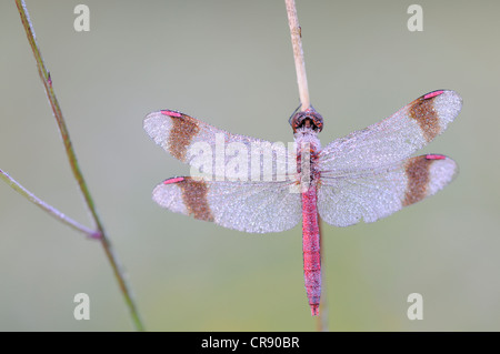 Nastrare darter (Sympetrum pedemontanum), maschio, Brandeburgo, Germania, Europa Foto Stock