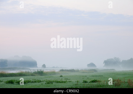 Atmosfera di mattina con la nebbia sui prati del fiume Elba vicino a Dessau, Sassonia-Anhalt, Germania, Europa Foto Stock