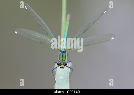 Nastrare demoiselle (Calopteryx splendens), femmina, Riserva della Biosfera dell'Elba centrale vicino a Dessau, Sassonia-Anhalt, Germania, Europa Foto Stock