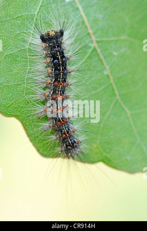 Caterpillar del Gypsy Moth (Lymantria dispar), Riserva della Biosfera dell'Elba centrale vicino a Dessau, Sassonia-Anhalt, Germania, Europa Foto Stock