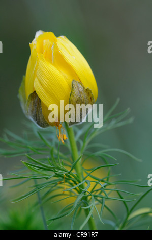 Molla del fagiano occhio o veratro nero (Adonis vernalis) Foto Stock