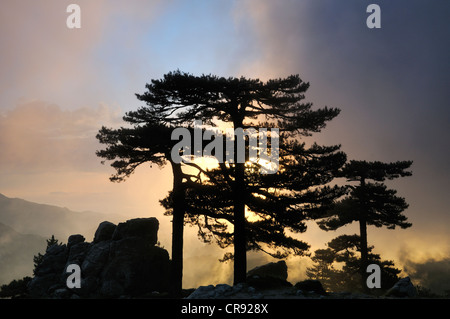 Sunrise dietro gli alberi di pino sulla Bavella Pass, Corsica, Francia, Europa Foto Stock