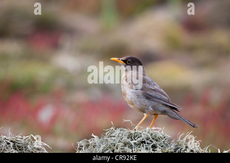 Austral Tordo (Turdus falcklandii falcklandii), Falkland sottospecie, adulti in piumaggio usurati Foto Stock