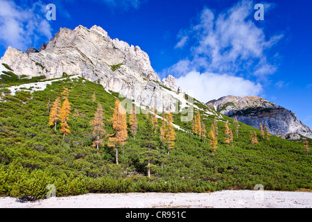 Autunno-colorato Larice (Larix) alberi sul pendio di una collina in Fanes-Senes natura Parco in Alta Pusteria sopra Pederue, Dolomiti Foto Stock