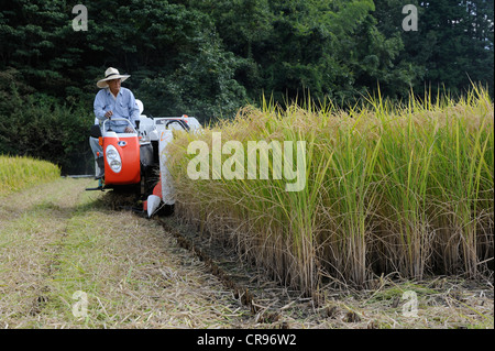 Automatico di raccolta del riso con una tipica piccola macchina mietitrebbiatrice che interrompe anche la pula in Iwakura, nei pressi di Kyoto, Giappone, Asia Foto Stock