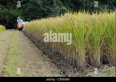 Automatico di raccolta del riso con una tipica piccola macchina mietitrebbiatrice che interrompe anche la pula in Iwakura, nei pressi di Kyoto, Giappone, Asia Foto Stock