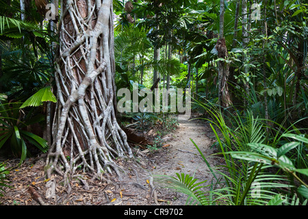 Sentiero escursionistico in una foresta pluviale con un Strangler Fig (Ficus virens), Mission Beach, Queensland, Australia Foto Stock