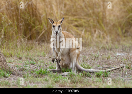 Agile Wallaby o Sandy Wallaby (Macropus agilis), Mareeba Aeroporto zone umide, il Queensland del Nord, Australia Foto Stock