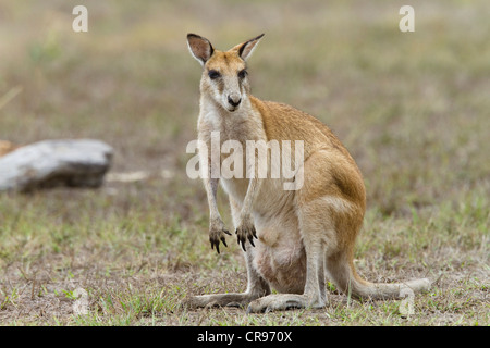 Agile Wallaby o Sandy Wallaby (Macropus agilis), Mareeba Aeroporto zone umide, il Queensland del Nord, Australia Foto Stock