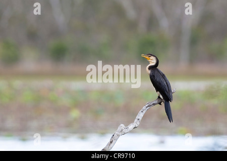 Poco Pied cormorano (Phalacrocorax melanoleucos), Mareeba Aeroporto zone umide, Queensland, Australia Foto Stock