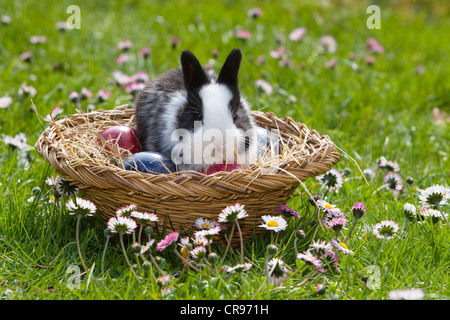 Coniglio europeo (oryctolagus cuniculus) seduto in un cesto di Pasqua su un prato di fiori, Baviera, Germania, Europa Foto Stock