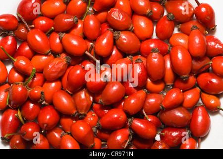 Hips, frutti della rosa canina (Rosa canina) in Baviera, Germania, Europa Foto Stock