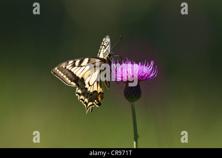 Comune a coda di rondine giallo (Papilio machaon) arroccato su una rigogliosa thistle, Alta Baviera, Baviera, Germania, Europa Foto Stock