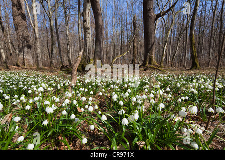 Fiocchi di neve di primavera (Leucojum vernum), in un bosco di latifoglie in primavera, Alta Baviera, Germania, Europa Foto Stock