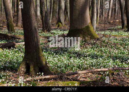 Fiocchi di neve di primavera (Leucojum vernum), in un bosco di latifoglie in primavera, Alta Baviera, Germania, Europa Foto Stock