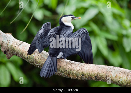 Poco Pied cormorano (Phalacrocorax melanoleucos), Queensland, Australia Foto Stock