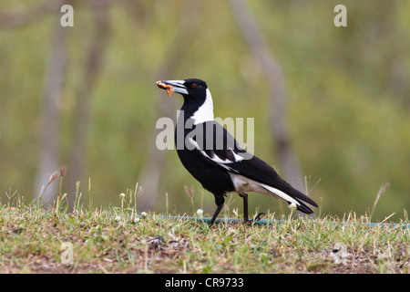 Nero-backed Gazza (Gymnorhina tibicen tibicen), Queensland, Australia Foto Stock