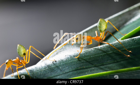 Albero verde formiche (Oecophylla smaragdiana) sul loro nido, foresta pluviale, Queensland, Australia Foto Stock