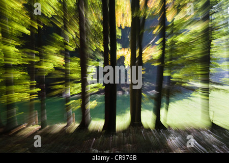 Foresta-impressione in autunno, Germania, Europa Foto Stock