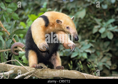 Southern Tamandua (Tamandua tetradactyla), arrampicata, Pantanal, Brasile, Sud America Foto Stock