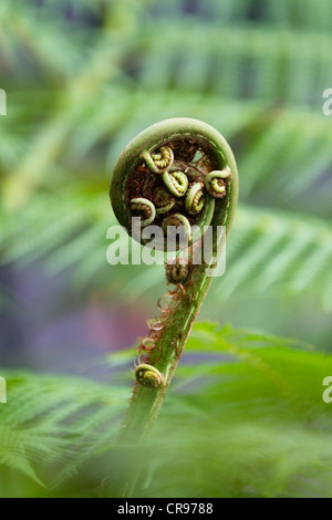 Lo svolgimento di foglia di felce di un albero fern nella foresta pluviale di Daintree National Park, North Queensland, Australia Foto Stock