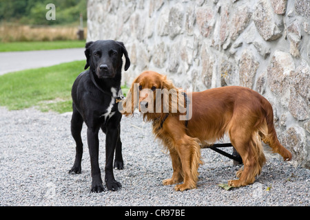 Cani, nero Labrador e Cocker Spaniel, Bornholm, Danimarca Foto Stock