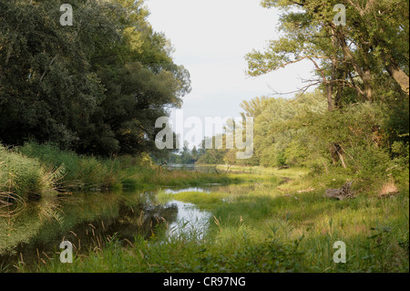 Floodplain paesaggio, zone umide del Danubio, Donau Auen National Park, Austria Inferiore, Austria, Europa Foto Stock