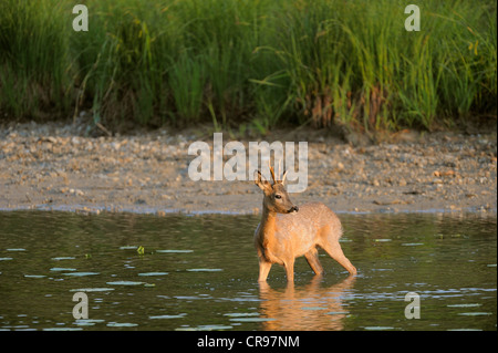 Il capriolo (Capreolus capreolus) nell'acqua, zone umide del Danubio, Donau Auen National Park, Austria Inferiore, Austria, Europa Foto Stock