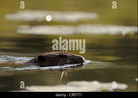 Castoro europeo (Castor fiber), piscina, zone umide del Danubio, Donau Auen National Park, Austria Inferiore, Austria, Europa Foto Stock