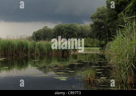 Tempesta si avvicina, zone umide del Danubio, Donau Auen National Park, Austria Inferiore, Austria, Europa Foto Stock