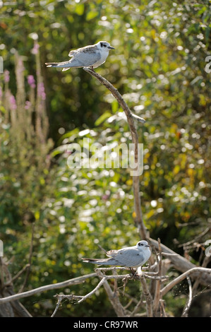 Mignattino piombato (Chlidonias hybridus), giovane uccello, il Delta del Danubio, Romania, Europa Foto Stock