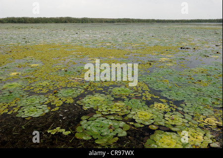 Caltrop acqua o acqua castagno (Trapa natans), il Delta del Danubio, Romania, Europa Foto Stock