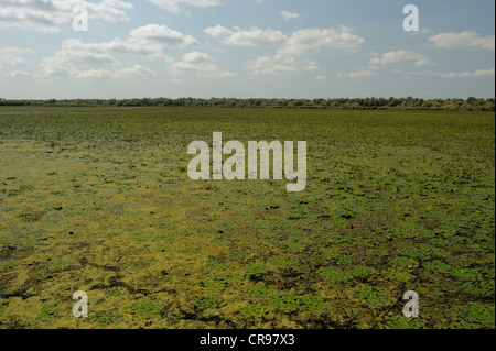 Caltrop acqua o acqua castagno (Trapa natans), il Delta del Danubio, Romania, Europa Foto Stock