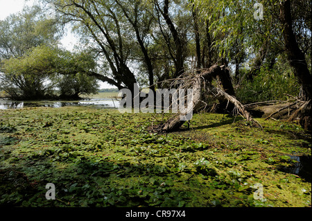 Floodplain, il Delta del Danubio, Romania, Europa Foto Stock