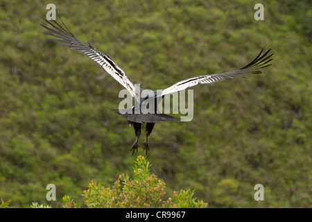 Condor andino decollo Shot nelle Highlands ecuadoriana a circa 1800m di altitudine Foto Stock